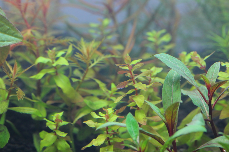 植栽から2日目