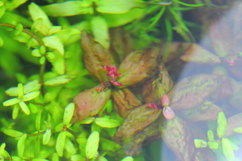 植栽から75日目