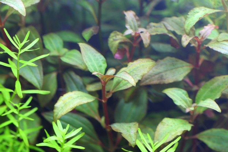 植栽から16日目