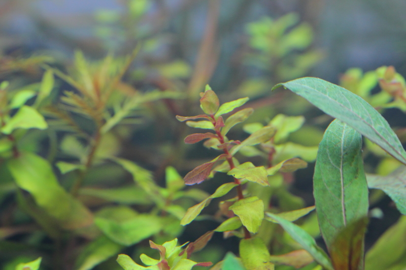 植栽から2日目