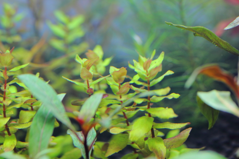 植栽から3日目