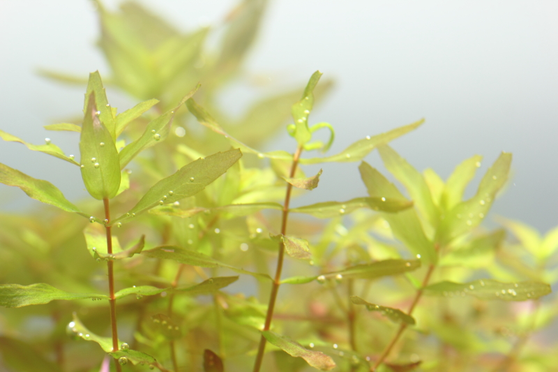 植栽から16日目