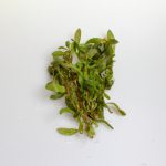 購入時