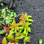 植栽直後