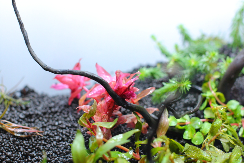 植栽直後