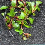 植栽直後