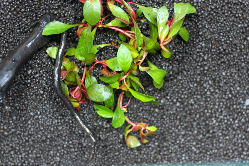 植栽直後