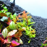 植栽直後