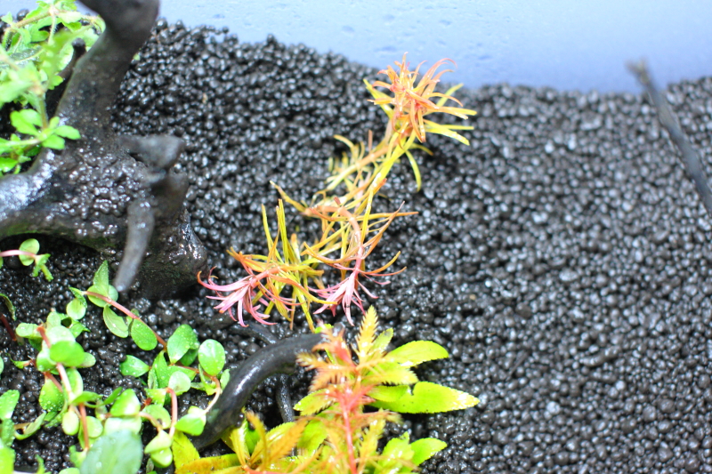 植栽直後