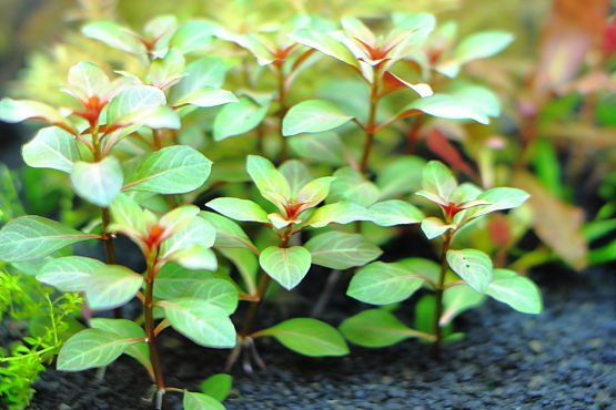 6 砂利で育成 植栽から1日 水草動画ブログ 6 砂利で育成 植栽から1日 水草動画ブログ