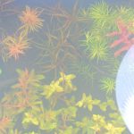 植栽から1日目