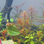 植栽から2日目