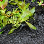 植栽直後