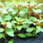 砂利で育成 植栽から1日