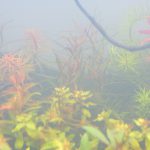 植栽から1日目