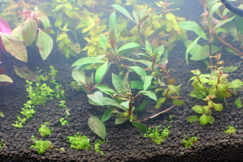植栽から1日目