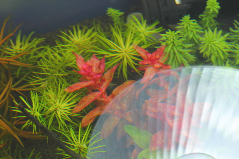 植栽から2日目