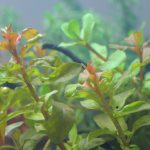 植栽から2日目