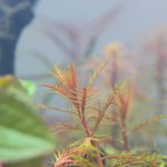 植栽から2日目