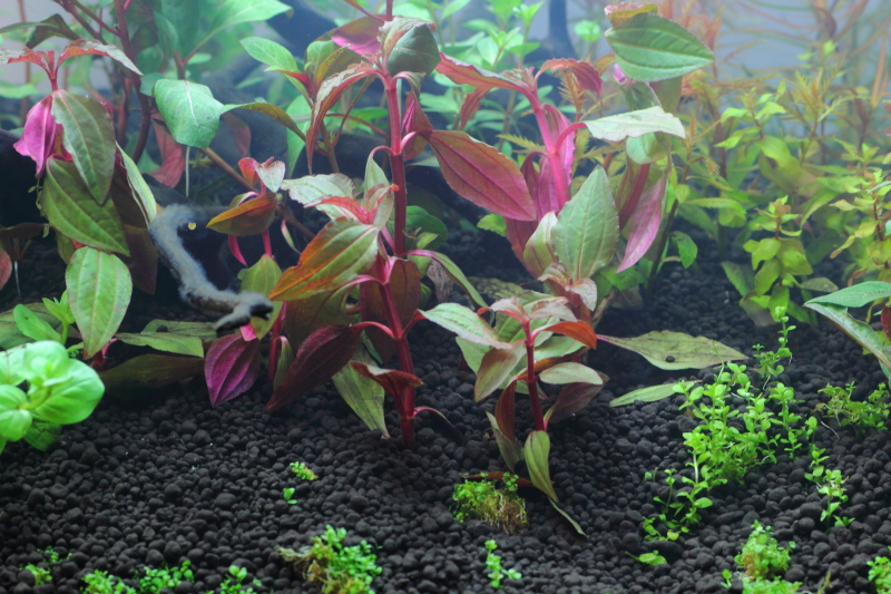 植栽から2日目