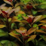 砂利で育成 植栽から11日