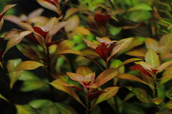 砂利で育成 植栽から11日