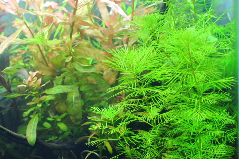 植栽から14日目