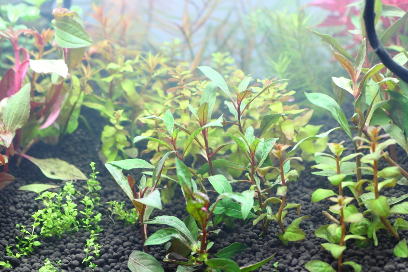 植栽から2日目