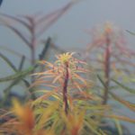 植栽から2日目