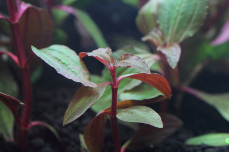 植栽から2日目