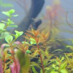 植栽から3日目