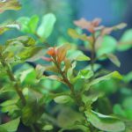 植栽から3日目