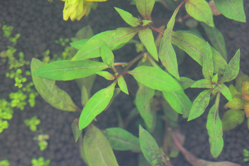 植栽から2日目