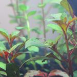 植栽から2日目