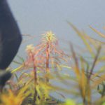 植栽から3日目