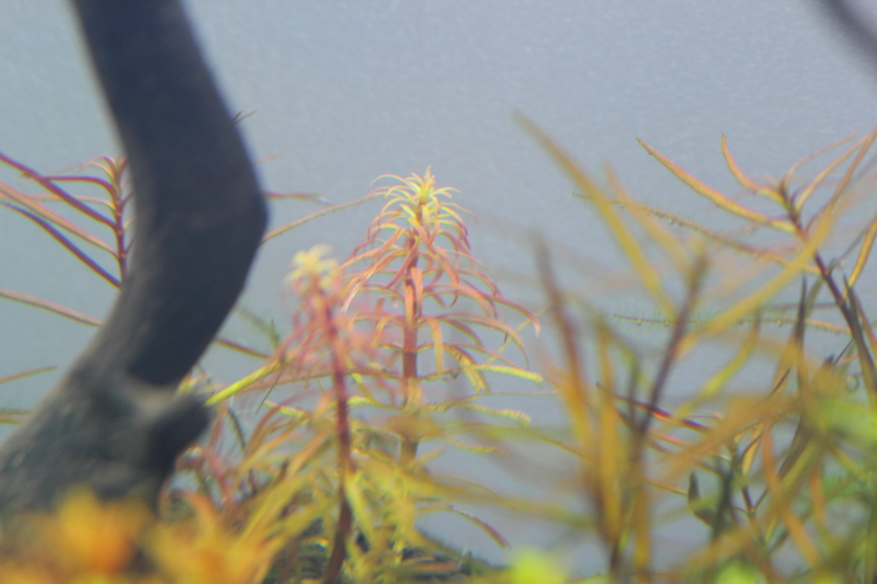 植栽から3日目