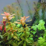 植栽から5日目