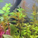 植栽から5日目