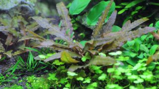 クリプトコリネ ウェンティー ブラウン