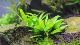 クリプトコリネ ウェンティーグリーン ゲッコー