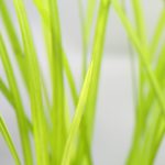 植栽から3日目