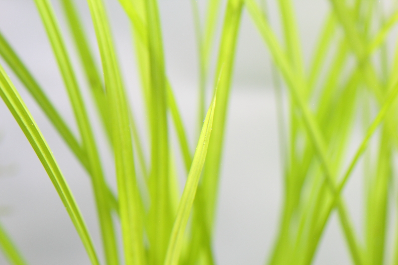 植栽から3日目