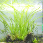 植栽から12日目