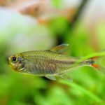 飼育8年236日