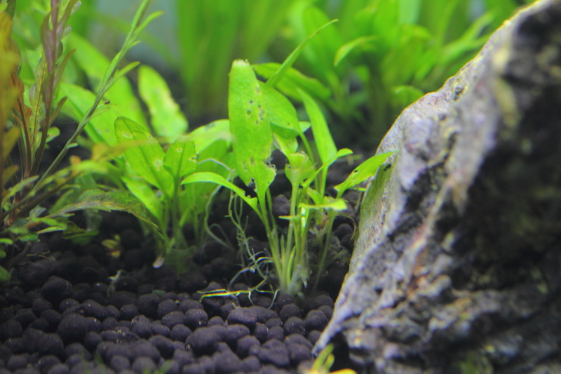 クリプトコリネ ウェンティーグリーン ゲッコーの植栽から20日目