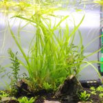 植栽から20日目