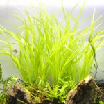 植栽から34日目