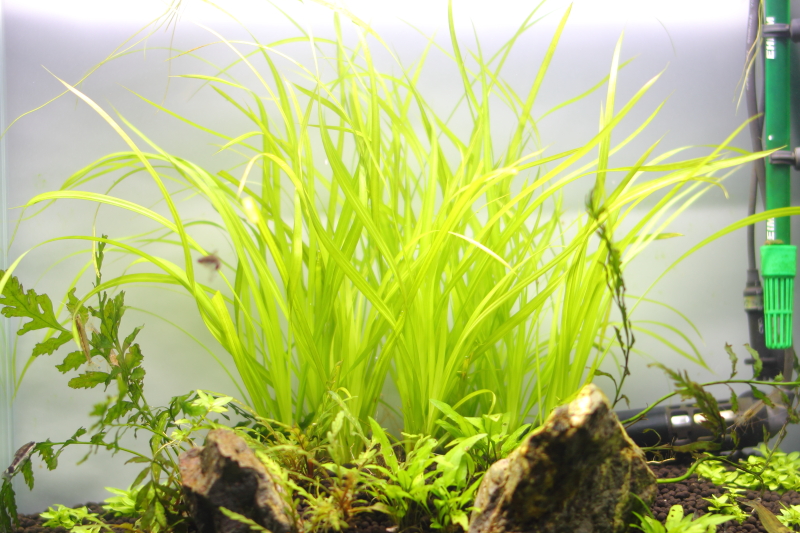 植栽から34日目