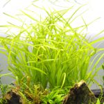 植栽から51日目