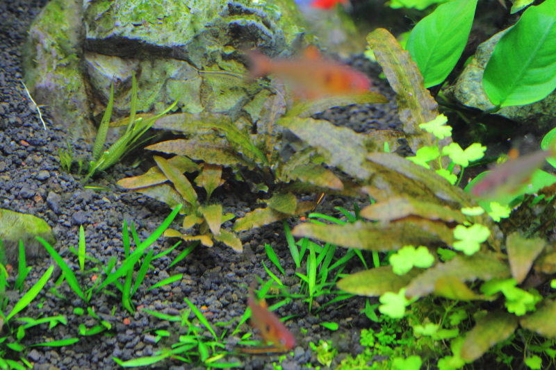 植栽から70日目
